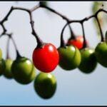 Red and green berries on a branch, some spiritual distinctions