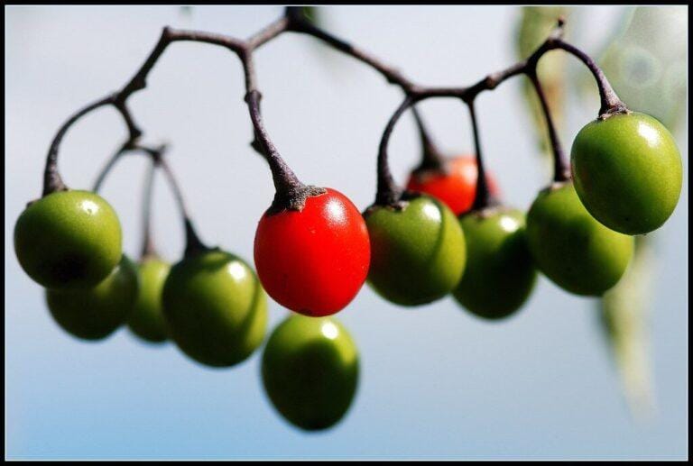 Red and green berries on a branch, some spiritual distinctions